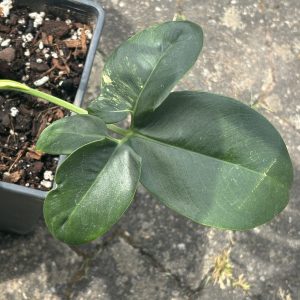 Philodendron Goeldii Variegated (5)