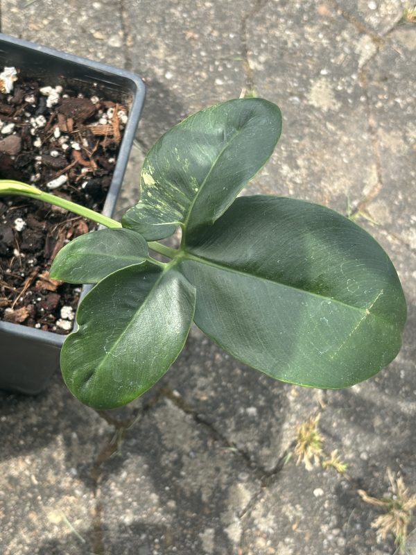 Philodendron Goeldii Variegated (5)