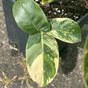 Philodendron Goeldii Variegated (6)