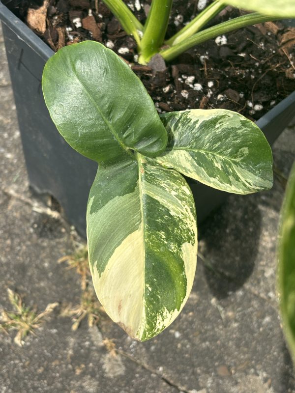 Philodendron Goeldii Variegated (6)