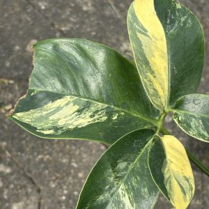 Philodendron Goeldii Variegated (7)