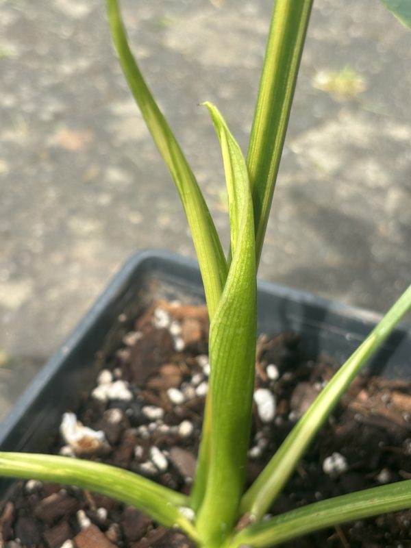 Philodendron Goeldii Variegated (8)