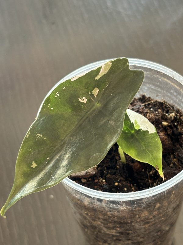 Alocasia Chantrieri Variegata (1)