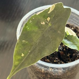 Alocasia Chantrieri Variegata (2)