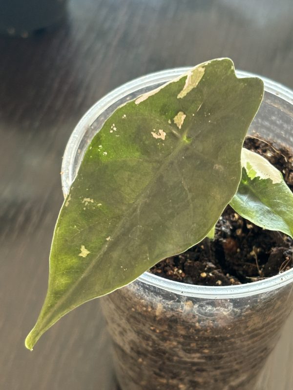 Alocasia Chantrieri Variegata (2)