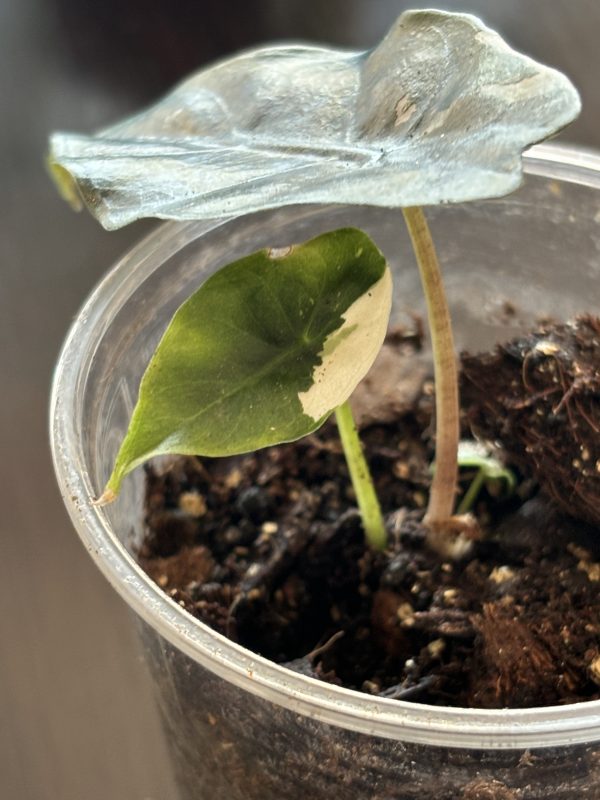 Alocasia Chantrieri Variegata (3)