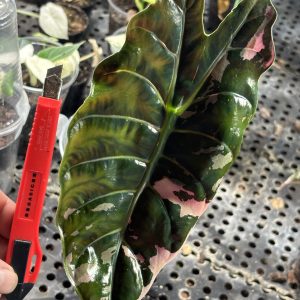 Alocasia Chantrieri pink (2)