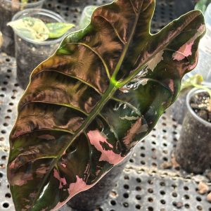 Alocasia Chantrieri pink (4)