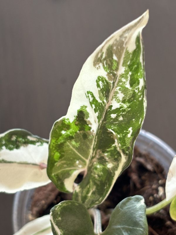 Alocasia Lauterbachiana Albo (2)