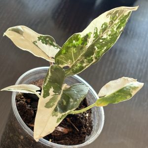 Alocasia Lauterbachiana Albo (3)