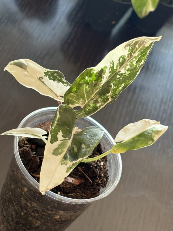 Alocasia Lauterbachiana Albo (3)