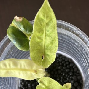 Alocasia Lauterbachiana Variegata (2)