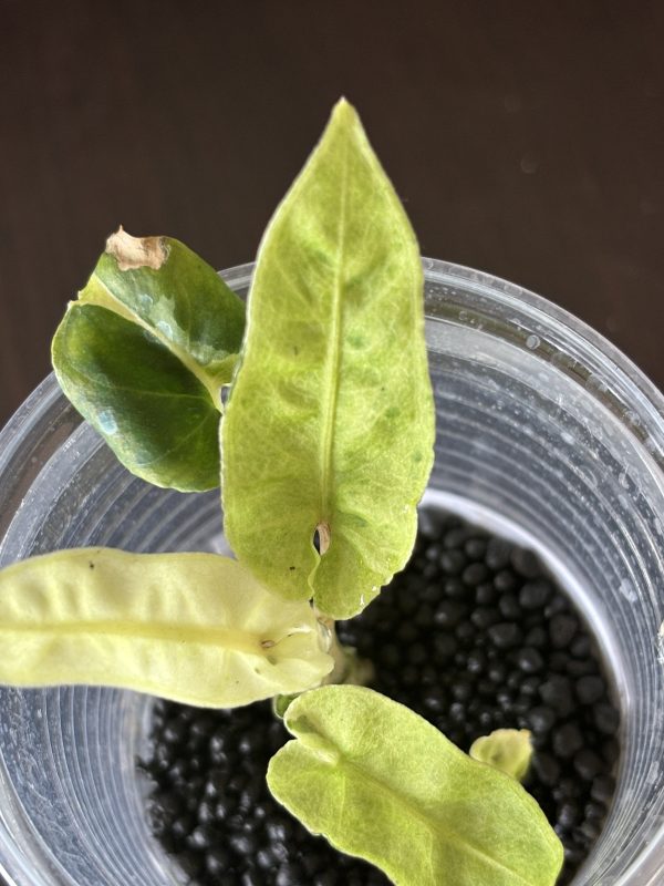 Alocasia Lauterbachiana Variegata (2)