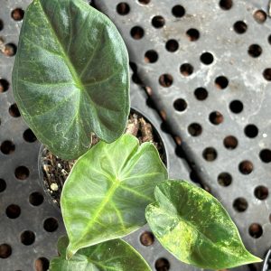 Alocasia Regal Shield variegata (1)