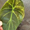 Alocasia Regal Shield variegata (2)