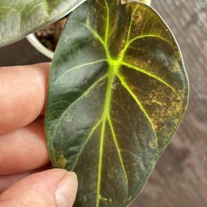 Alocasia Regal Shield variegata (5)