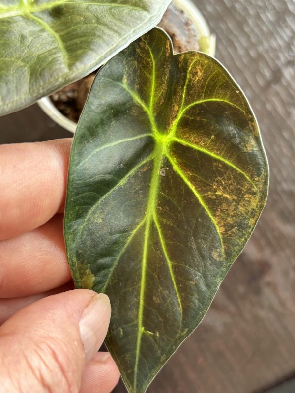 Alocasia Regal Shield variegata (5)
