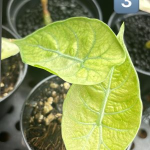 Alocasia Watsoniana Doff MintPink (3)