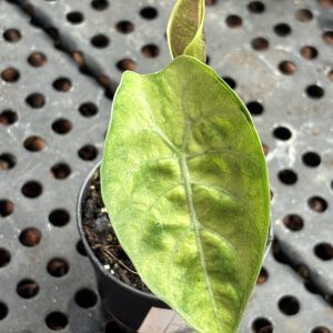 Alocasia Watsoniana Variegata (1)