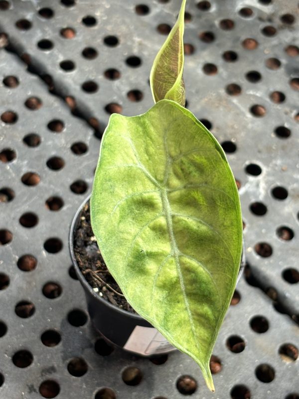 Alocasia Watsoniana Variegata (1)