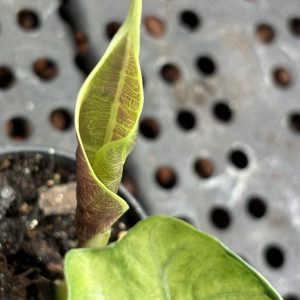 Alocasia Watsoniana Variegata (2)