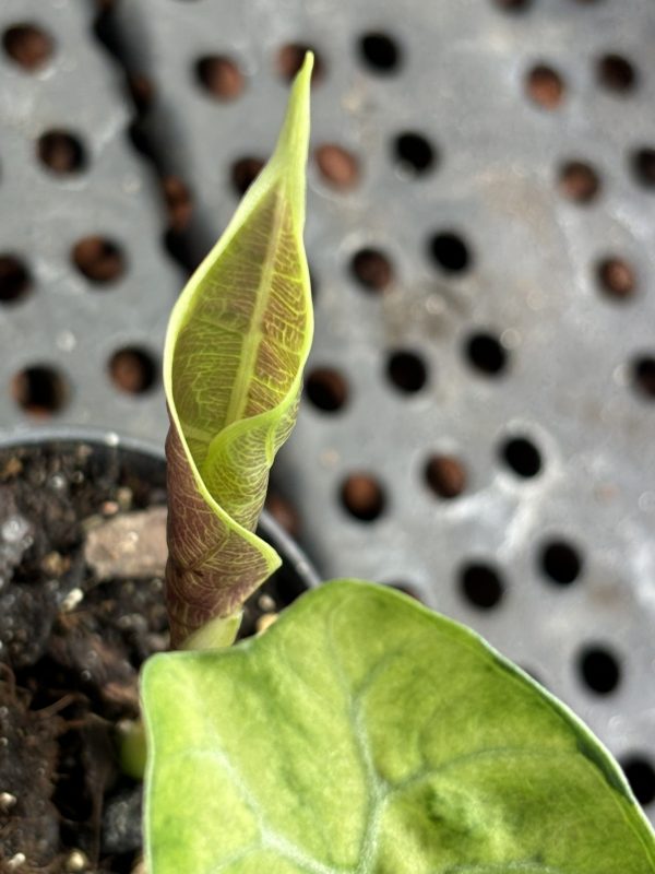 Alocasia Watsoniana Variegata (2)