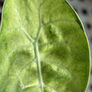 Alocasia Watsoniana Variegata (3)