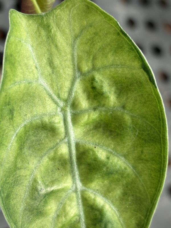 Alocasia Watsoniana Variegata (3)