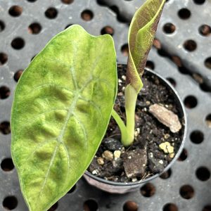 Alocasia Watsoniana Variegata (4)