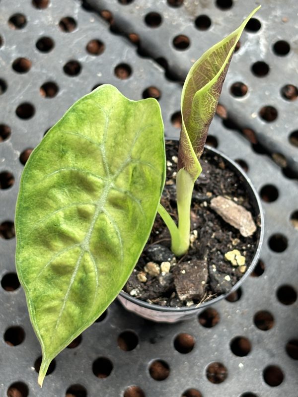 Alocasia Watsoniana Variegata (4)