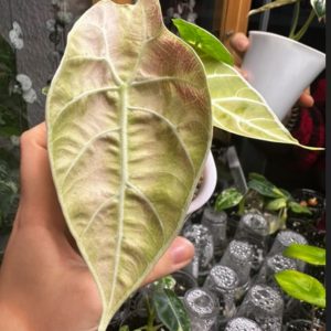 Alocasia Watsoniana yellowpinkmint (4)