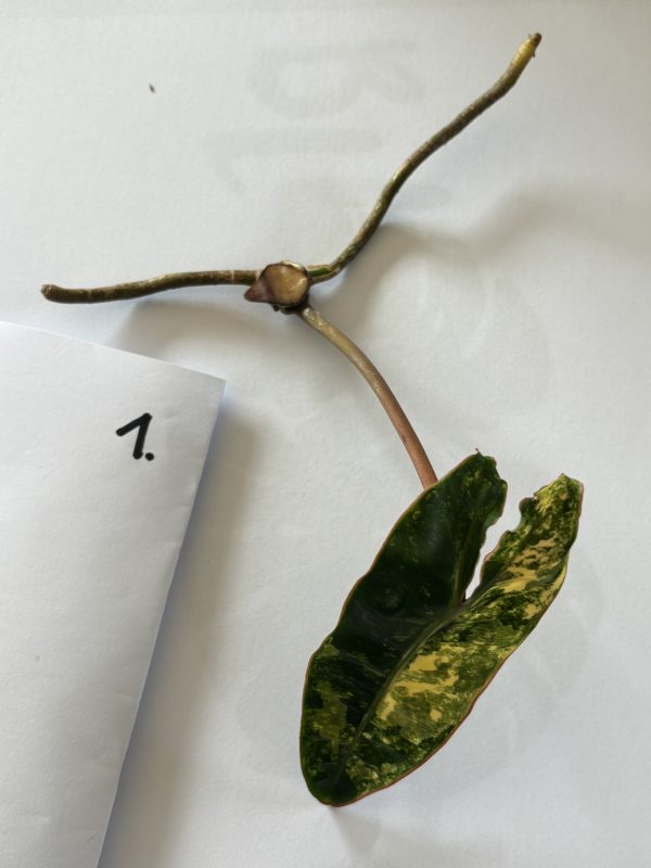 Philodendron Billietiae Variegated (1)