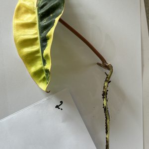 Philodendron Billietiae Variegated (2)