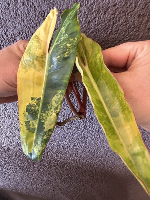Philodendron Billietiae Variegated (4)