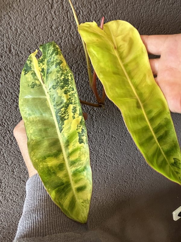 Philodendron Billietiae Variegated (5)