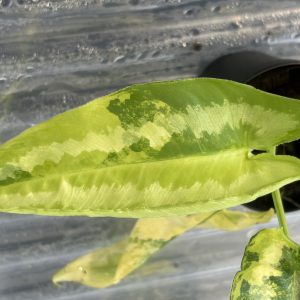 schismatoglottis wallichii variegata (2)