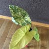 Alocasia Fornicata Variegata (1)