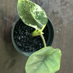 Alocasia Portora Albo (1)