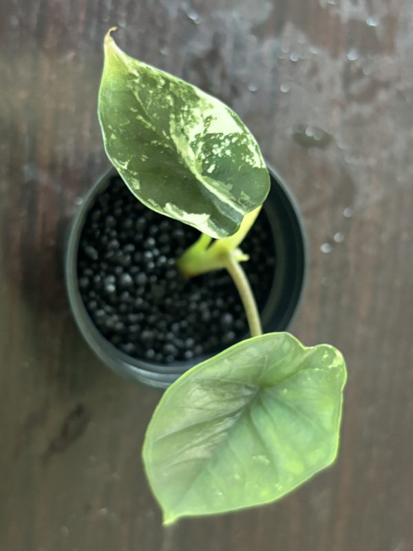 Alocasia Portora Albo (1)