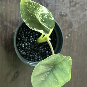 Alocasia Portora Albo (2)