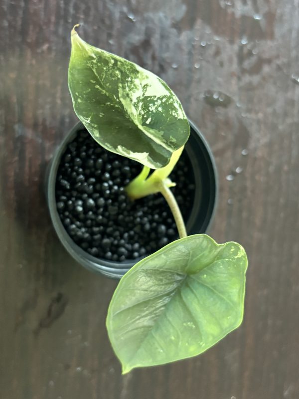 Alocasia Portora Albo (2)