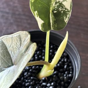 Alocasia Portora Albo (4)