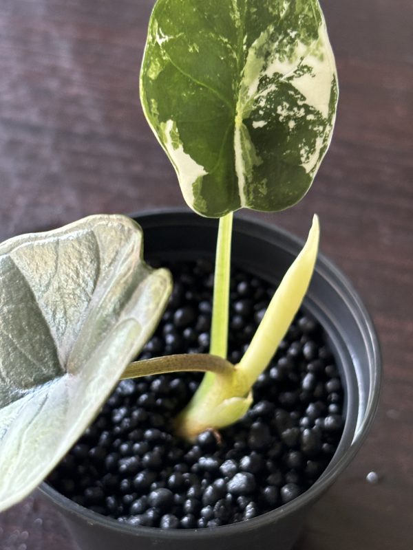 Alocasia Portora Albo (4)