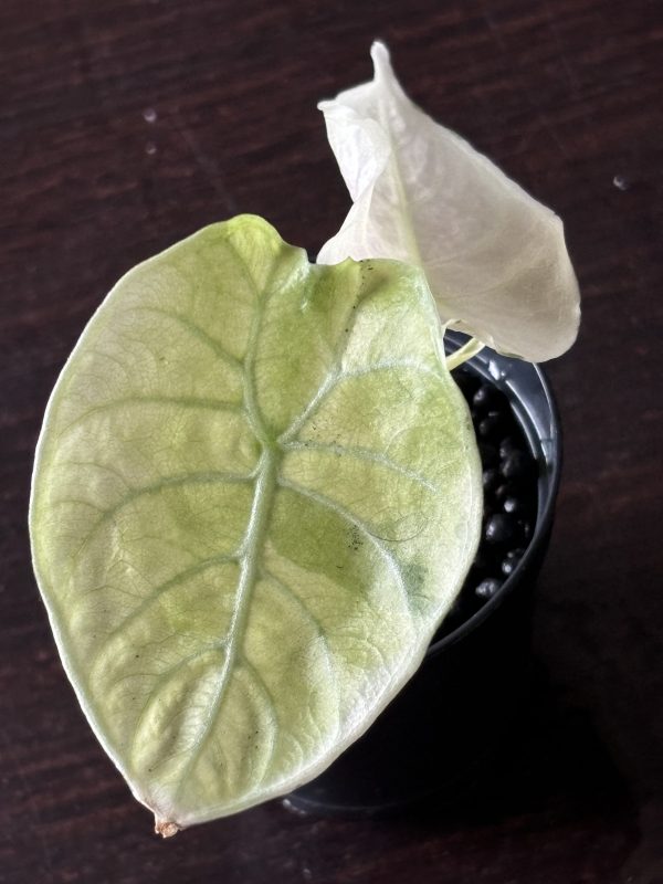 Alocasia Watsoniana MintPink Variegata (1)