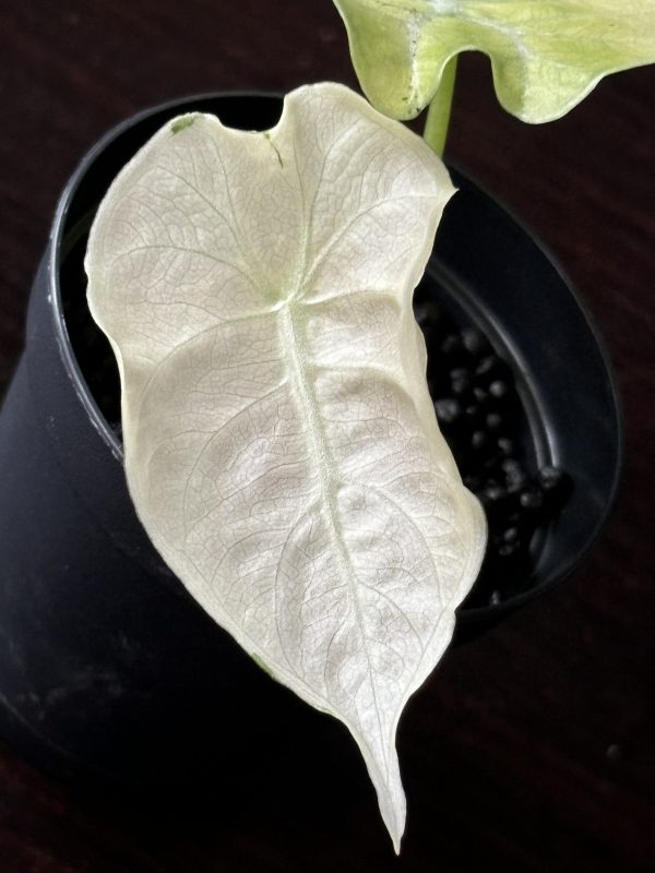 Alocasia Watsoniana MintPink Variegata (2)