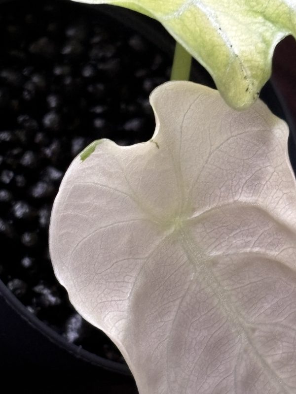 Alocasia Watsoniana MintPink Variegata (4)