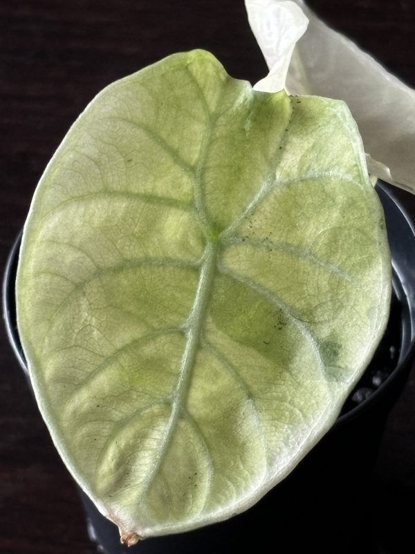 Alocasia Watsoniana MintPink Variegata (5)