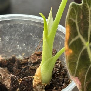 Alocasia Watsoniana Pink (3)