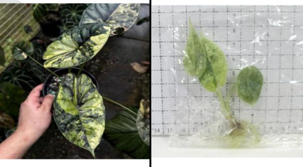 Alocasia Dragon Scale Mint (19)