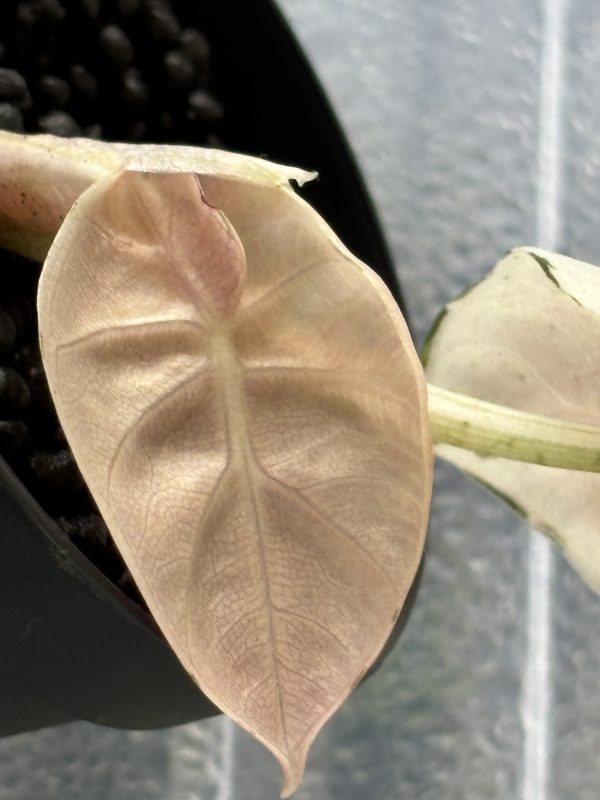 Alocasia Heart Balloon PinkAlbo (5)